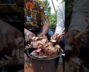 Unfeathering Chickens The Traditional African Way | Chicken Eforiro At The End Was Delicious!