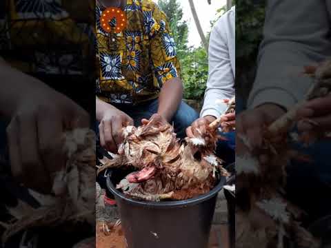 Unfeathering Chickens The Traditional African Way | Chicken Eforiro At The End Was Delicious!